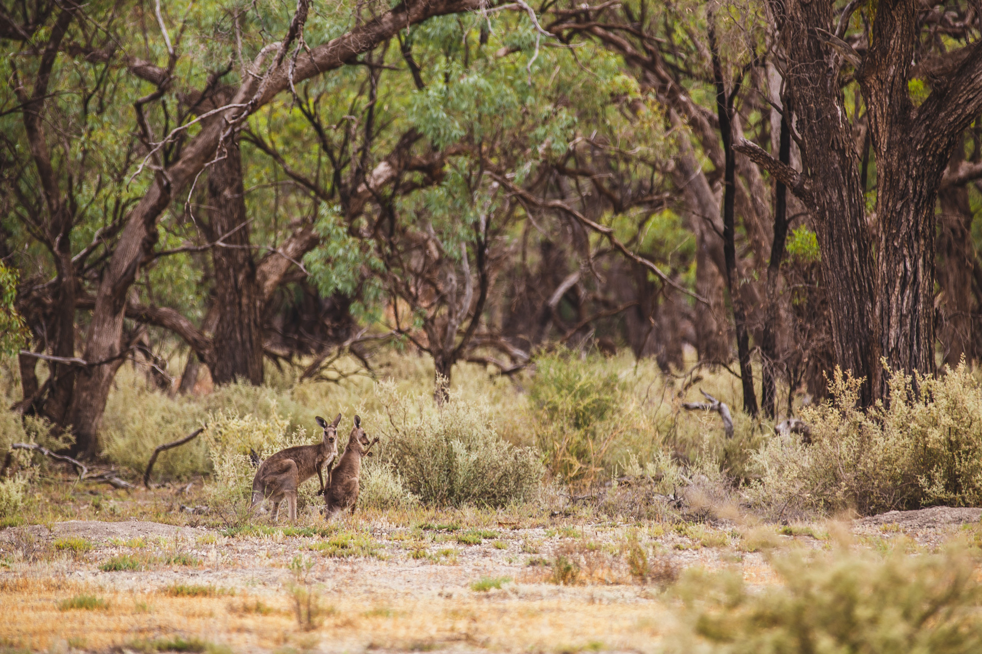 Kangaroos on Vineyard