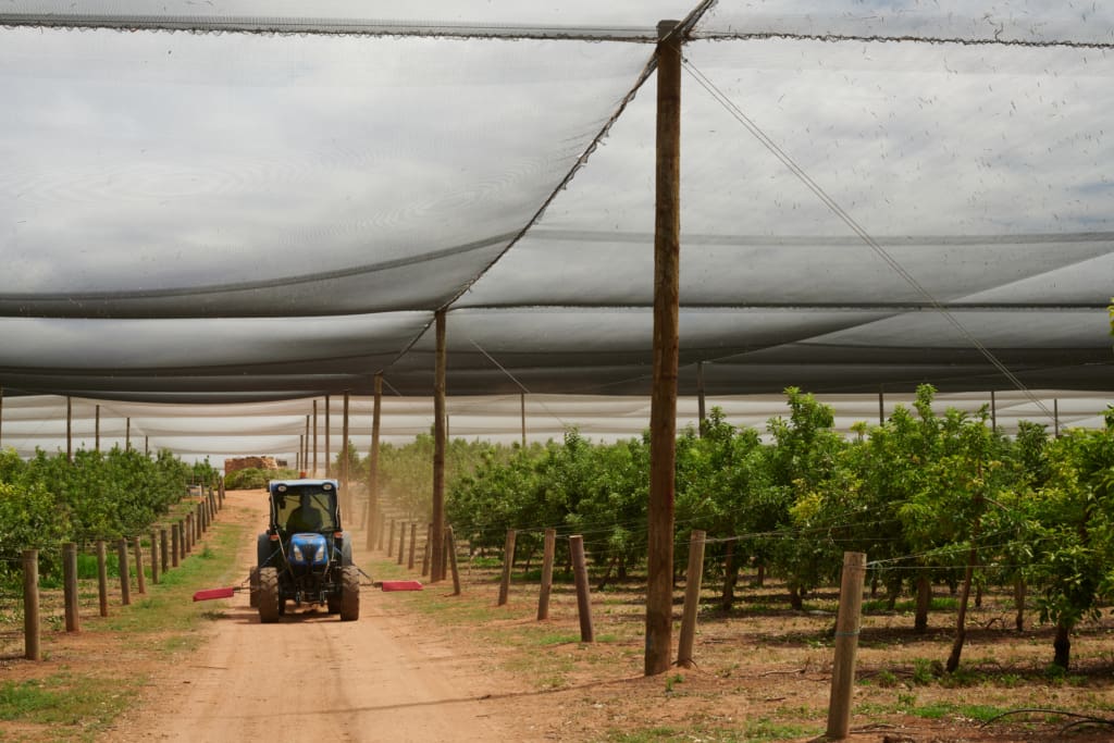 Apples Loxton 252 original