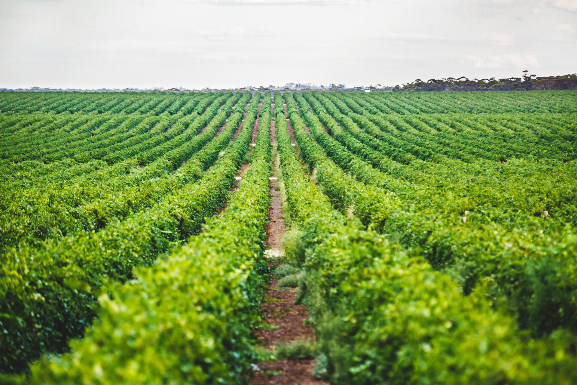 Duxton Vineyards 18 1