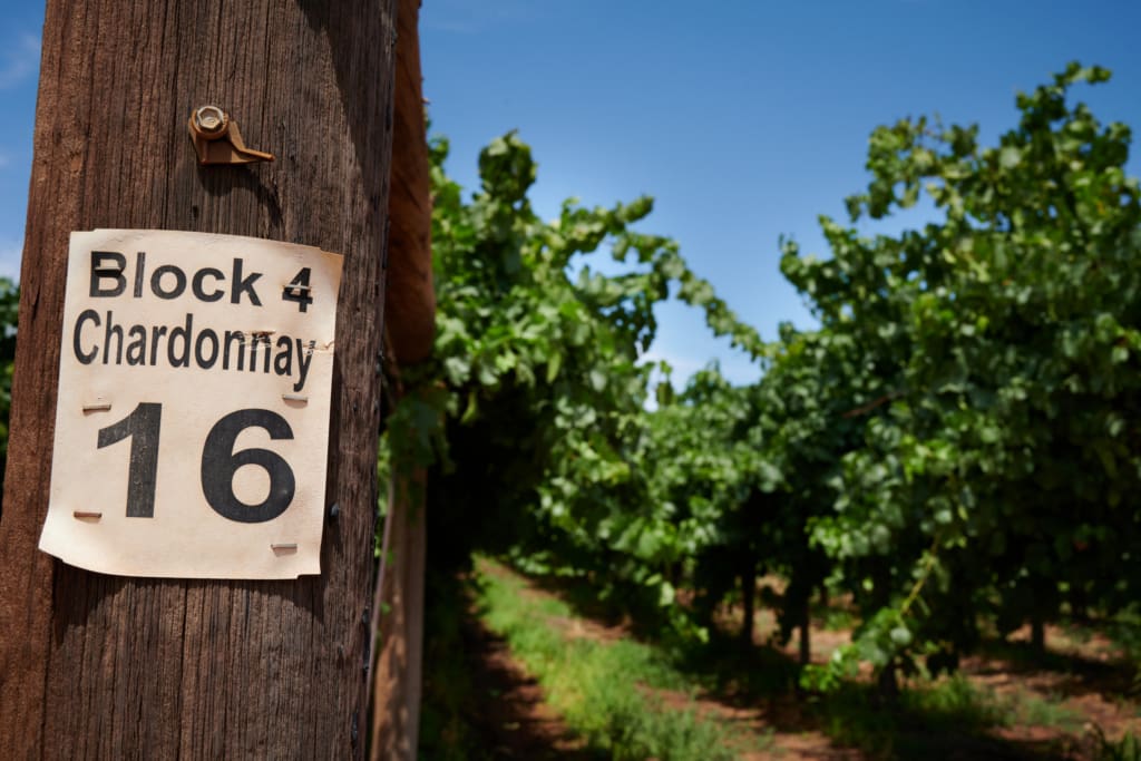 Gol Gol Vineyard Workshop 078 original