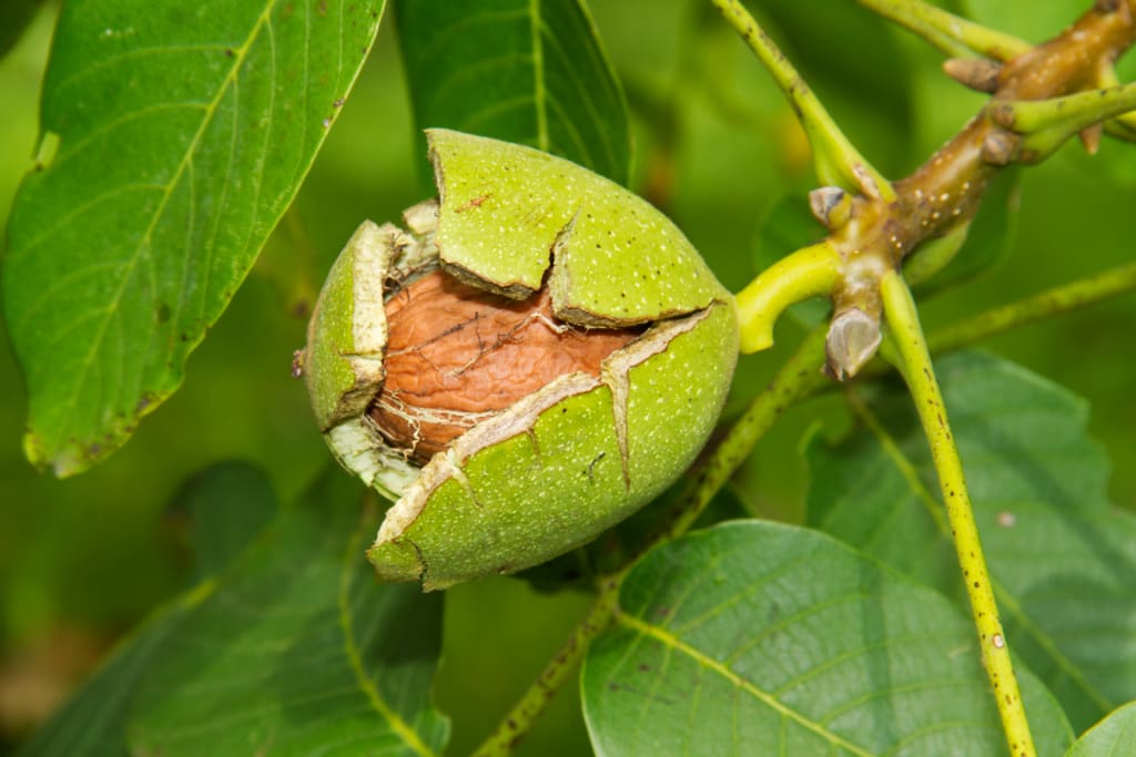shutterstock 1515868169