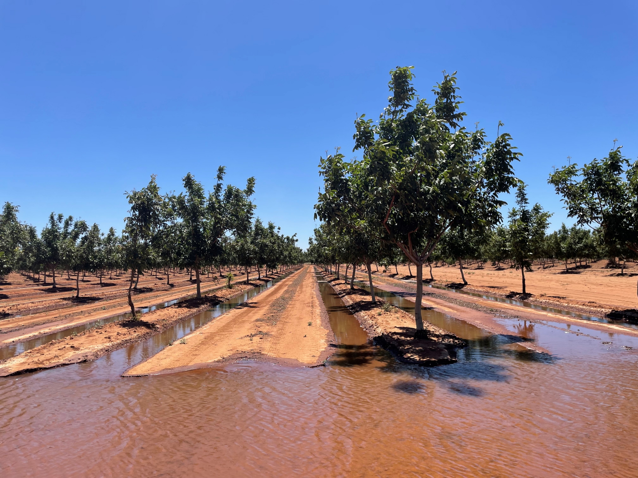 IrrigatedNuts scaled